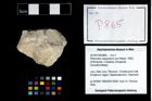 Foto (Objekt + Etikett) von Pithonoton marginatum (von Meyer, 1842)  (NHMW-GEO-2014-0194-0865)